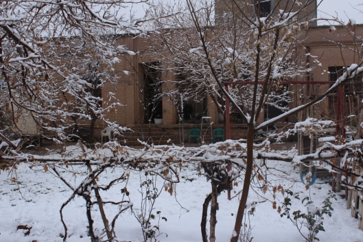 Our house and front yard through snowy pomegranate trees